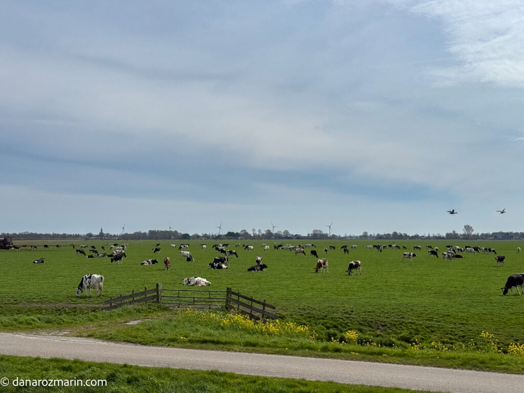 Peisaj olandez cu vacute