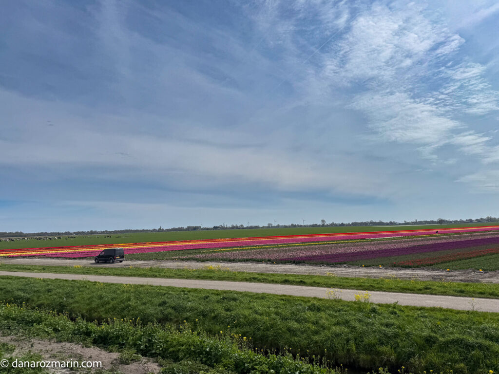 Campuri de lalele in zona Hoorn