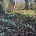 În căutarea primelor flori de primăvară