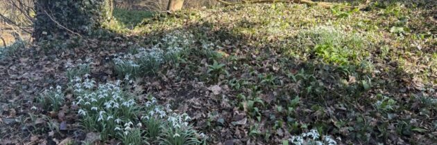 În căutarea primelor flori de primăvară