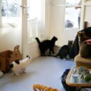 Cafeneaua cu pisici